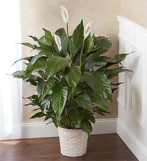 Peace Lily Plant 10" in Basket